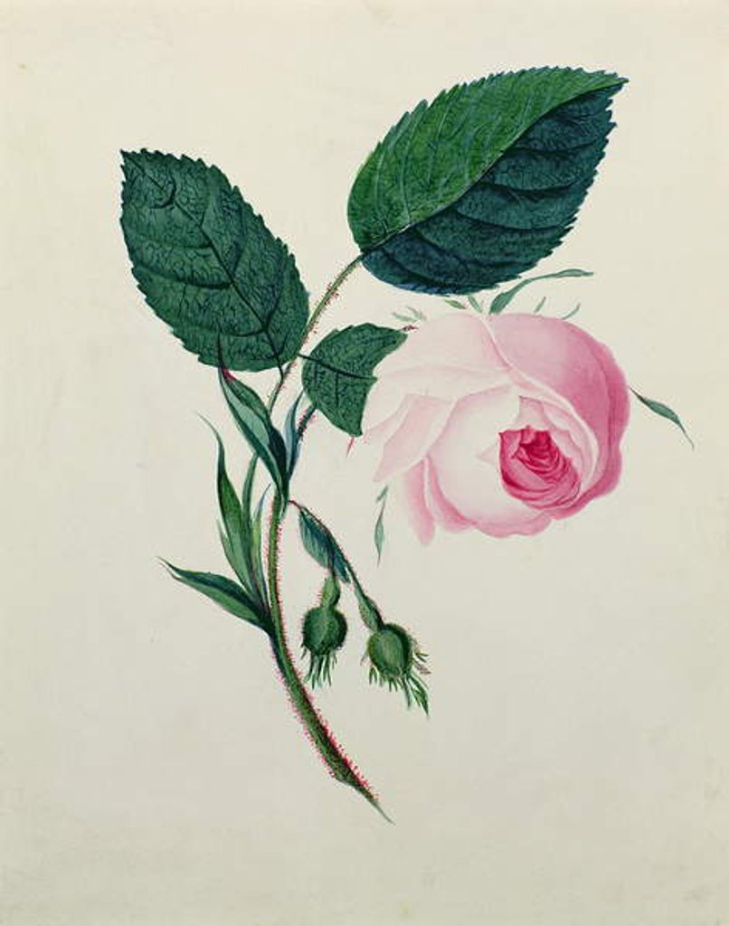 Detail of Study of a Pink Rose, c.1820 by English School