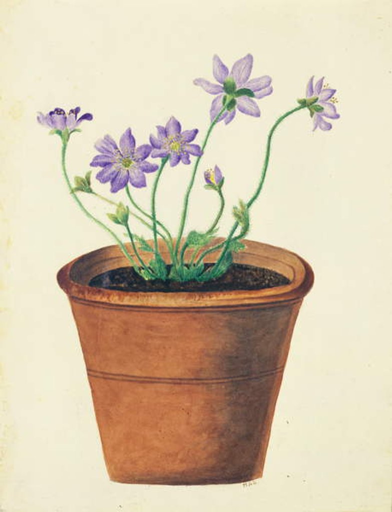 Detail of Purple Flowers in a Terracotta Pot, c.1825 by English School