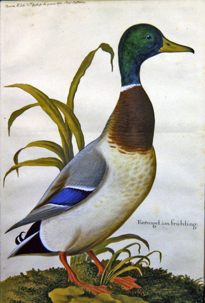 Detail of Study of a mallard duck, c.1790 by German School