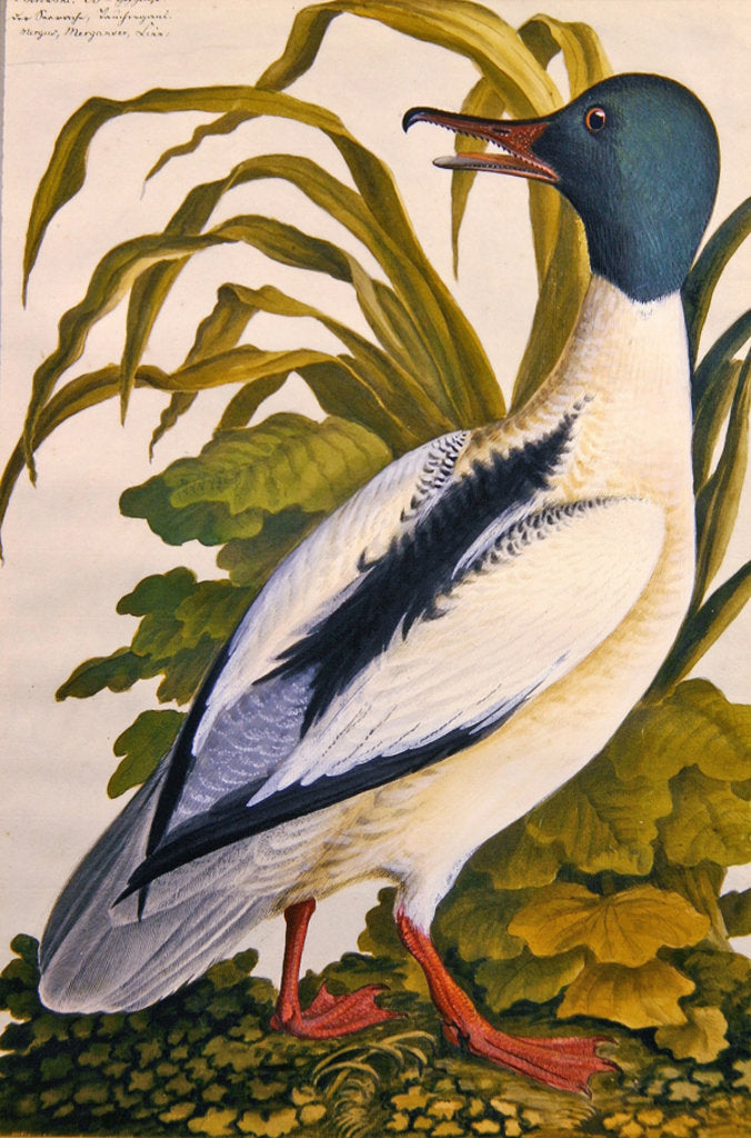Detail of Study of a mallard duck, c.1790 by German School