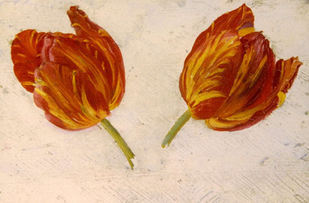 Detail of Studies of tulips, c.1830 by Dutch School