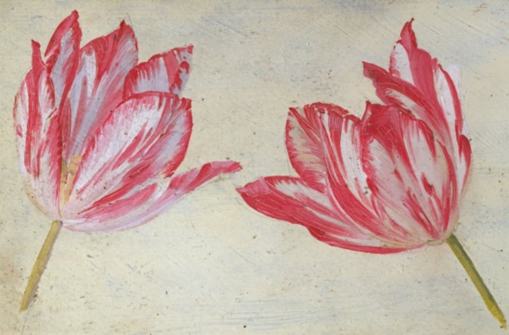 Detail of Studies of tulips, c.1830 by Dutch School