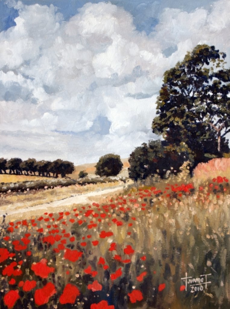 Detail of Wild Poppies, Hertfordshire, 2010 by Cruz Jurado Traverso