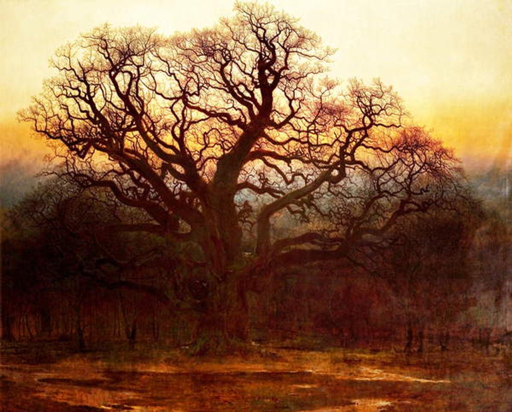Detail of Major Oak, Sherwood Forest, Nottinghamshire, 1882 by Andrew MacCallum