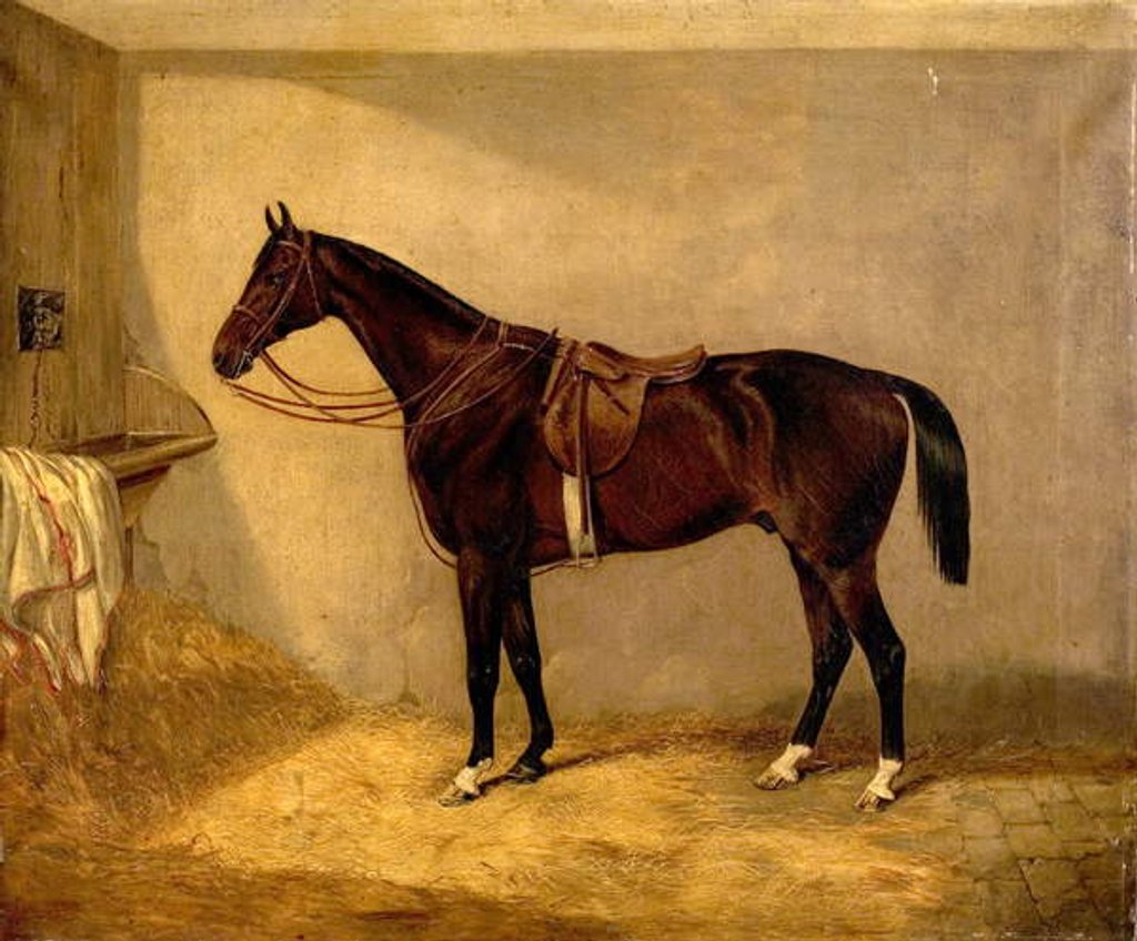Detail of Portrait of the Horse, Which Belonged to Major Burton at the Balaclava Charge by Thomas W. Bretland