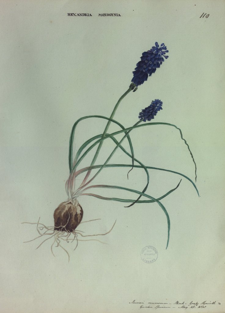 Detail of Grape Hyacinth by Collinson