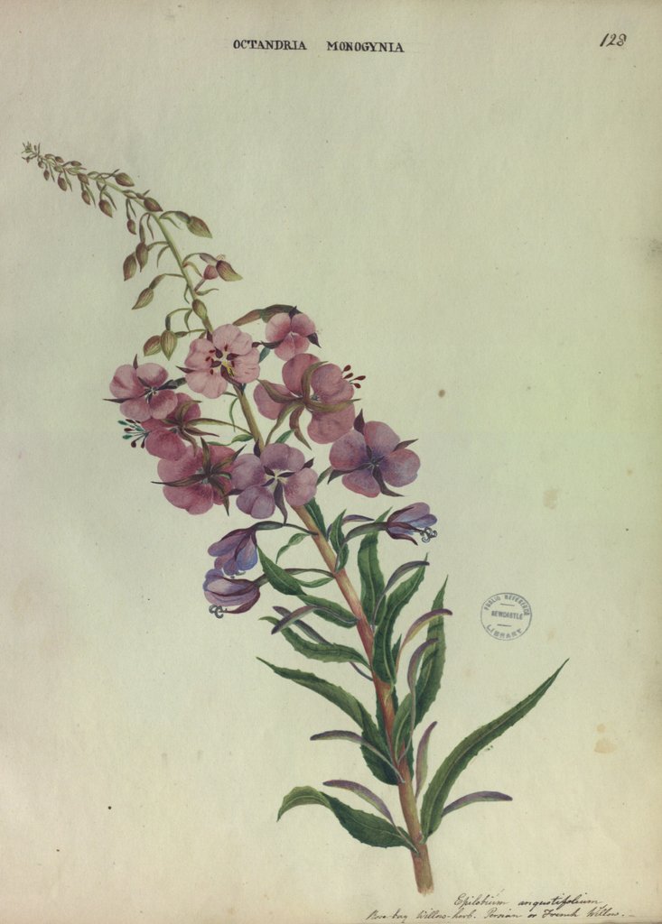 Detail of Rose Bay Willow Herb by Collinson