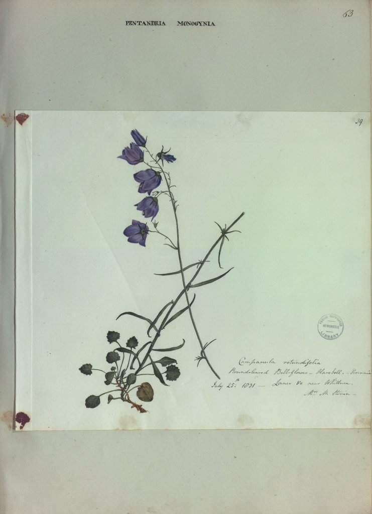 Detail of Harebell by Collinson