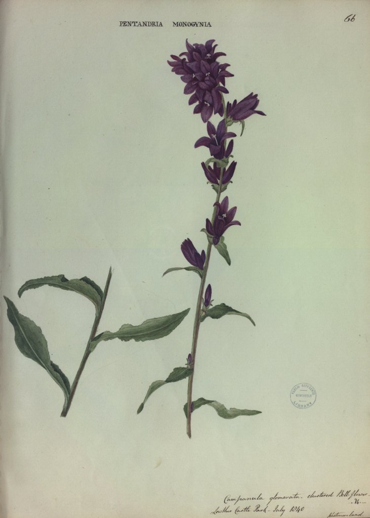 Detail of Clustered Bellflower by Collinson