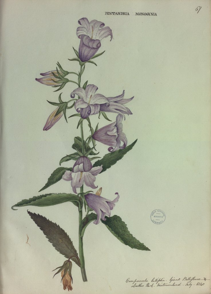 Detail of Giant Bellflower by Collinson