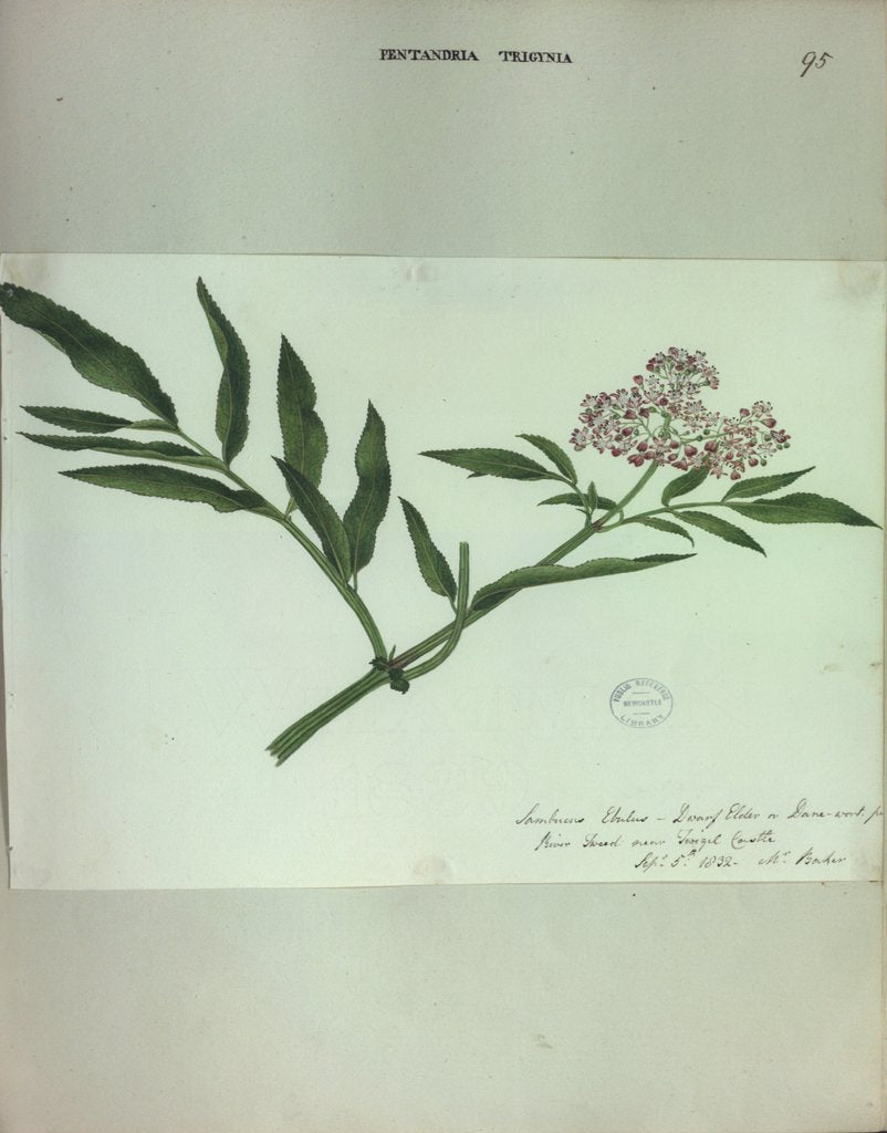 Detail of Dwarf Elder by Collinson
