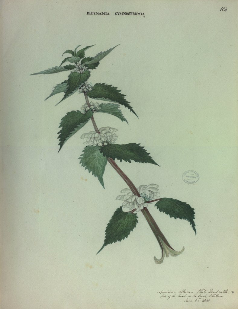 Detail of White Dead Nettle by Collinson