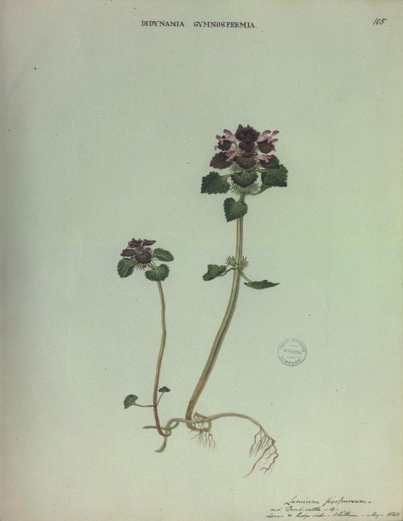 Detail of Red Dead Nettle by Collinson