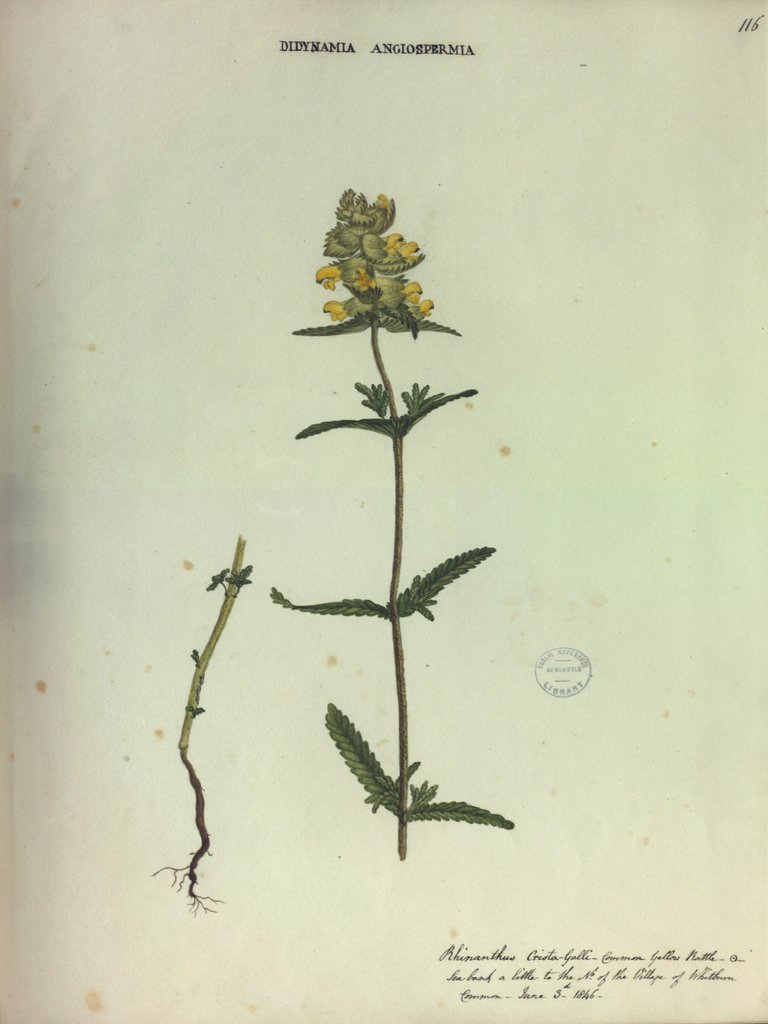 Detail of Common Yello Rattle by Collinson