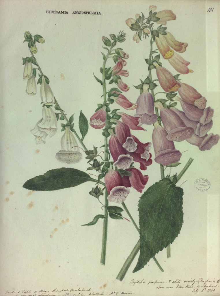 Detail of Foxglove by Collinson