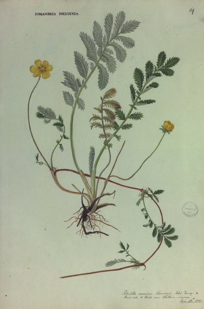 Detail of Silverweed Wild Tansy by Colinson