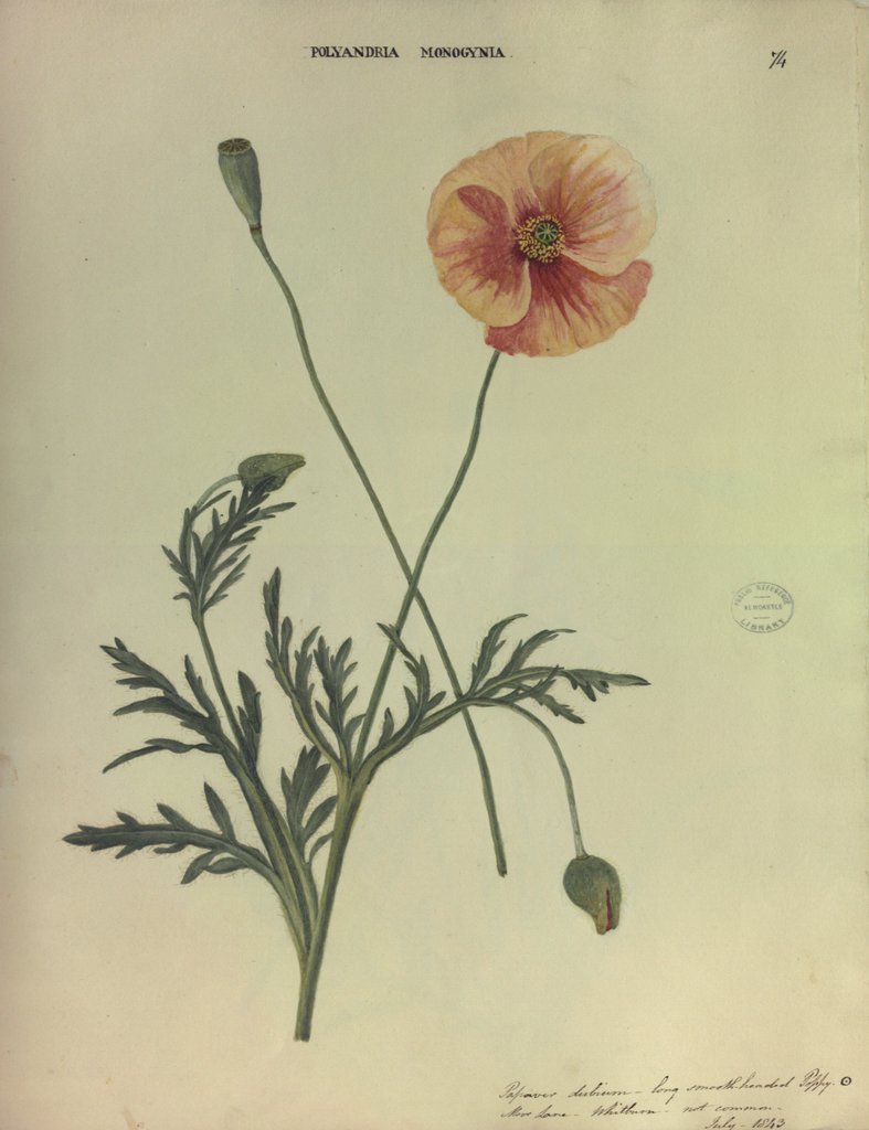 Detail of Long Smooth Headed Poppy by Collinson