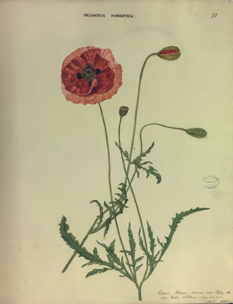 Detail of Common Red Poppy by Collinson