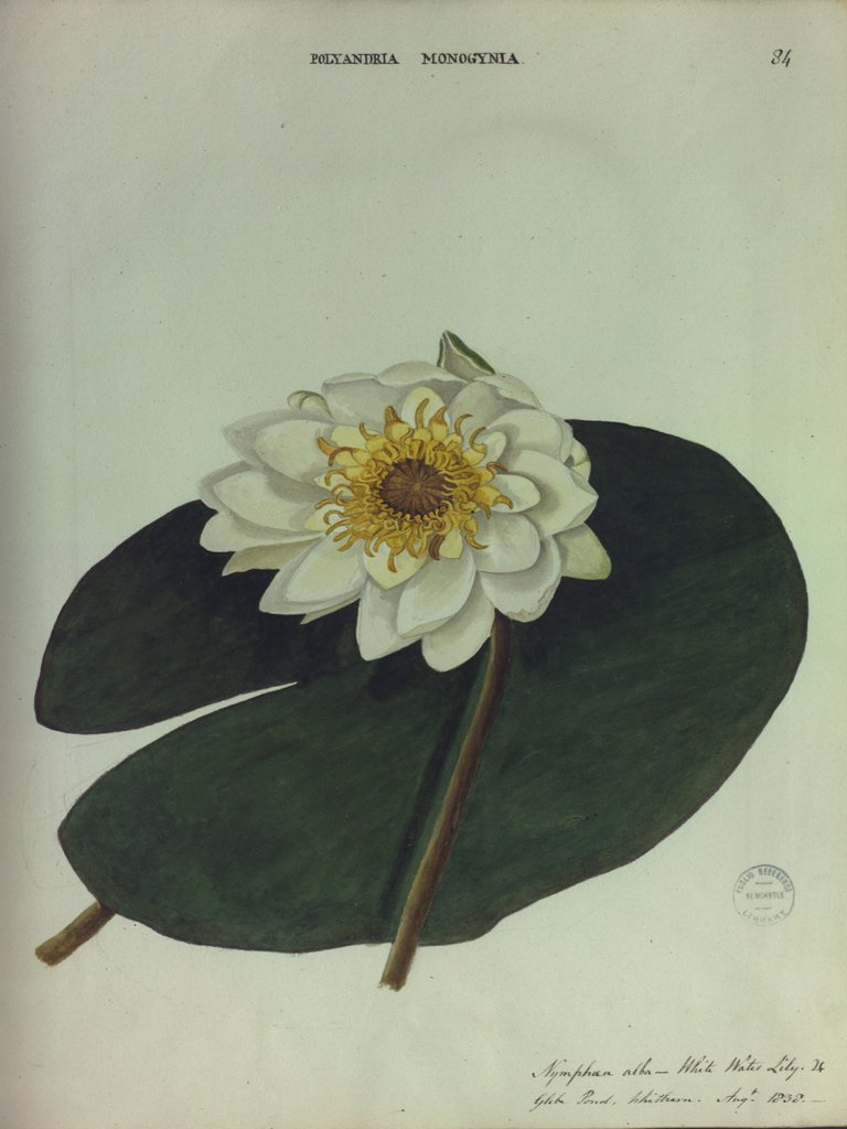 Detail of White Water Lily by Collinson