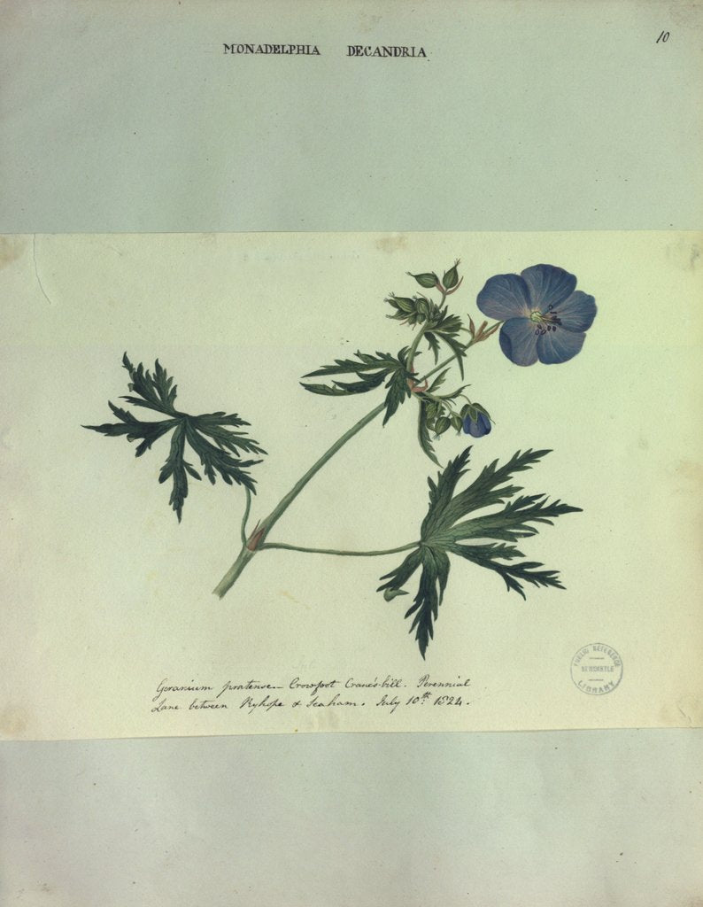 Detail of Geranium by Collinson
