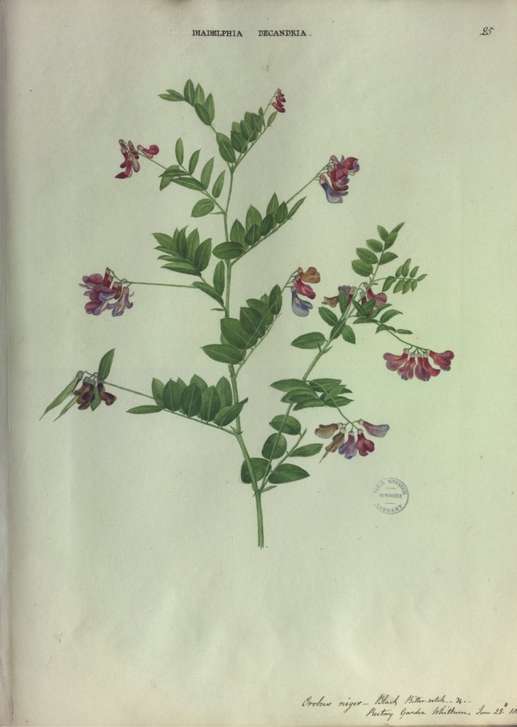 Detail of Black Bitter-Vetch by Collinson
