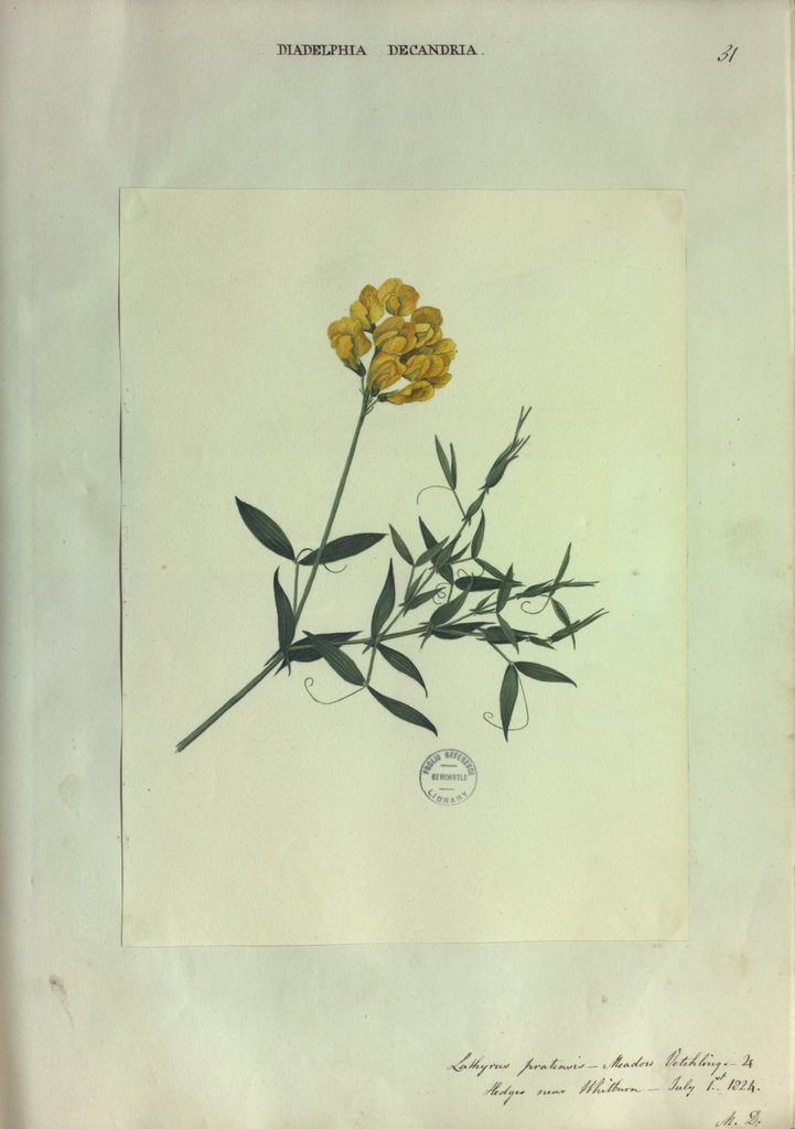Detail of Meadow Vetchling by Collinson