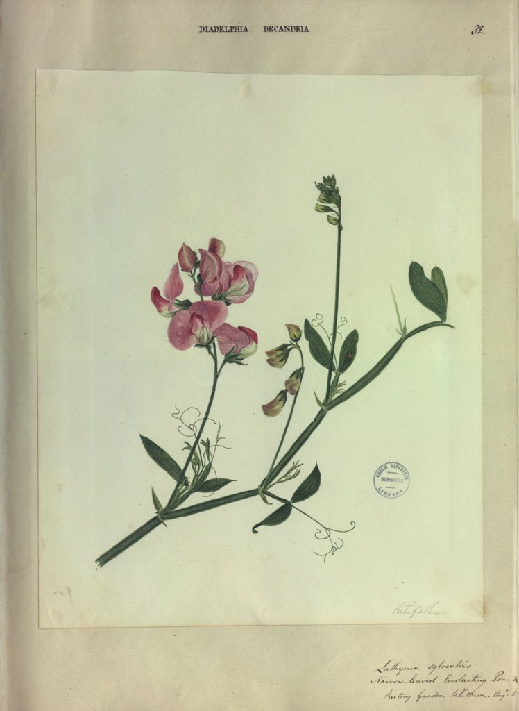 Detail of Narrow Leaved Everlasting Pea by Collinson
