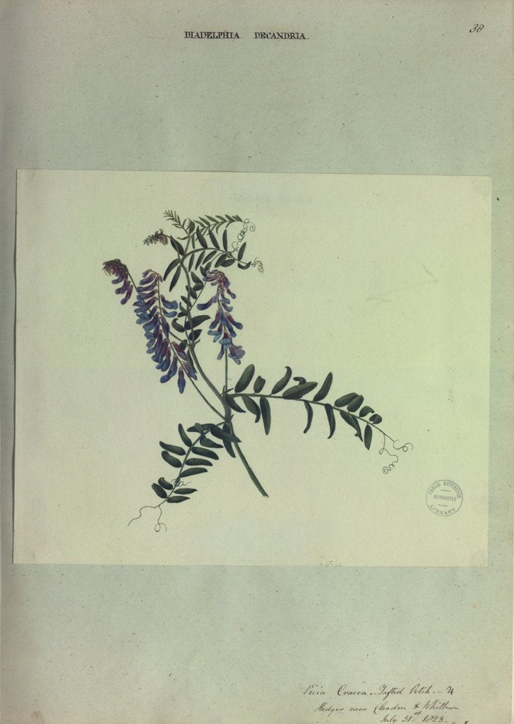 Detail of Tufted Vetch by Collinson