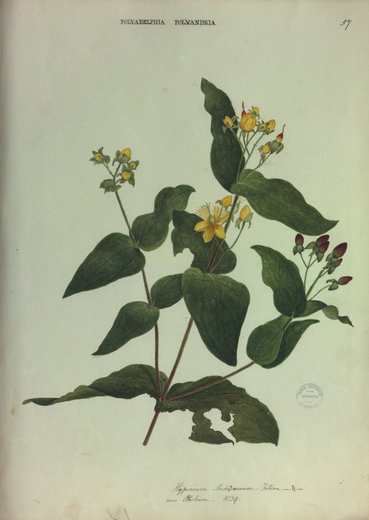 Detail of Tutsan by Collinson