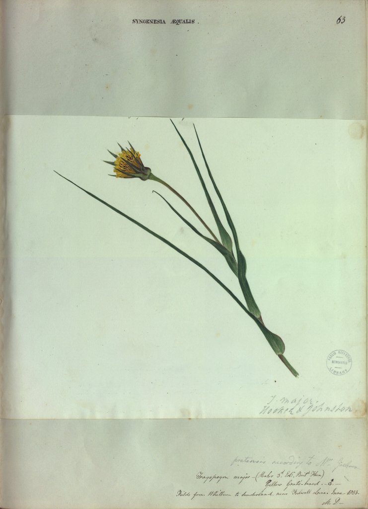 Detail of Yellow Goats Beard by Collinson