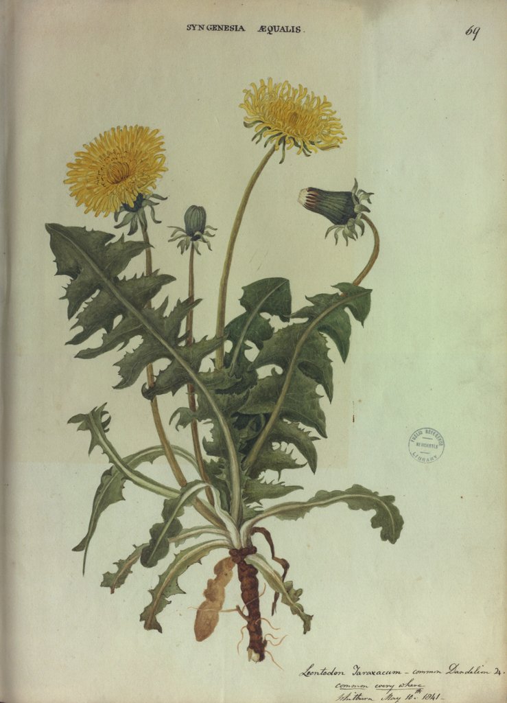 Detail of Dandelion by Collinson