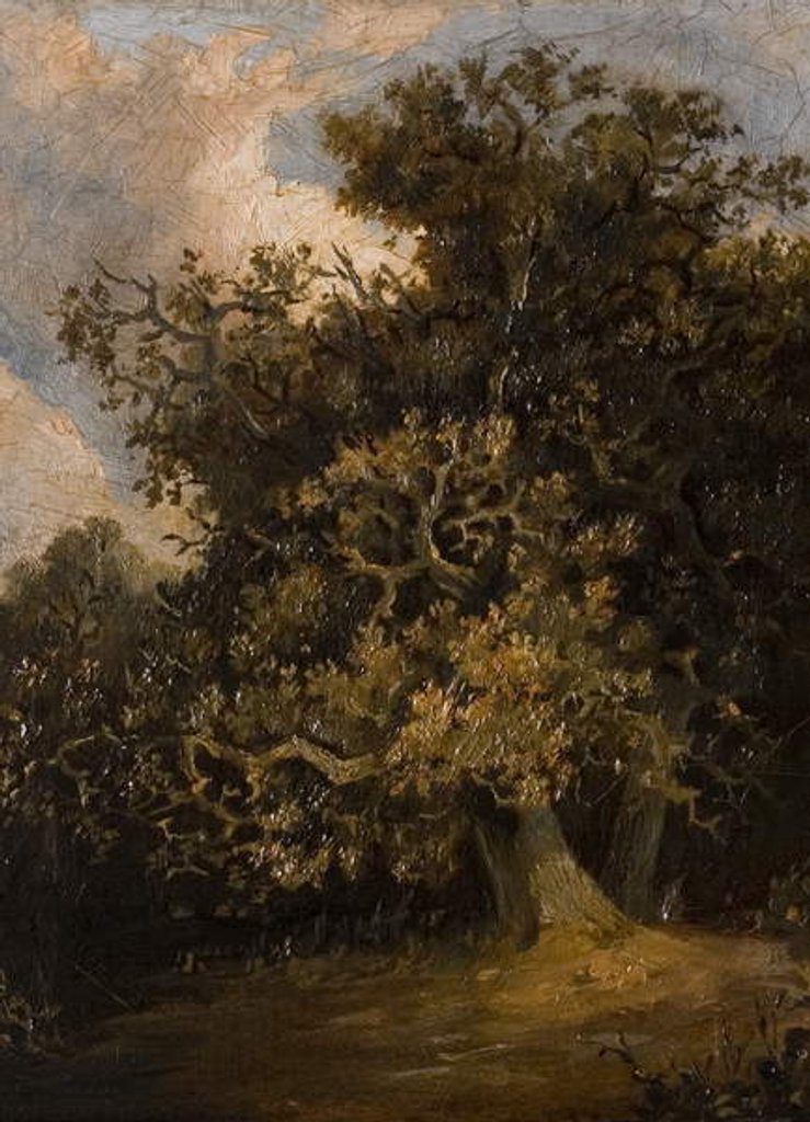 Detail of Oak Tree, late 19th century by Walter Scott