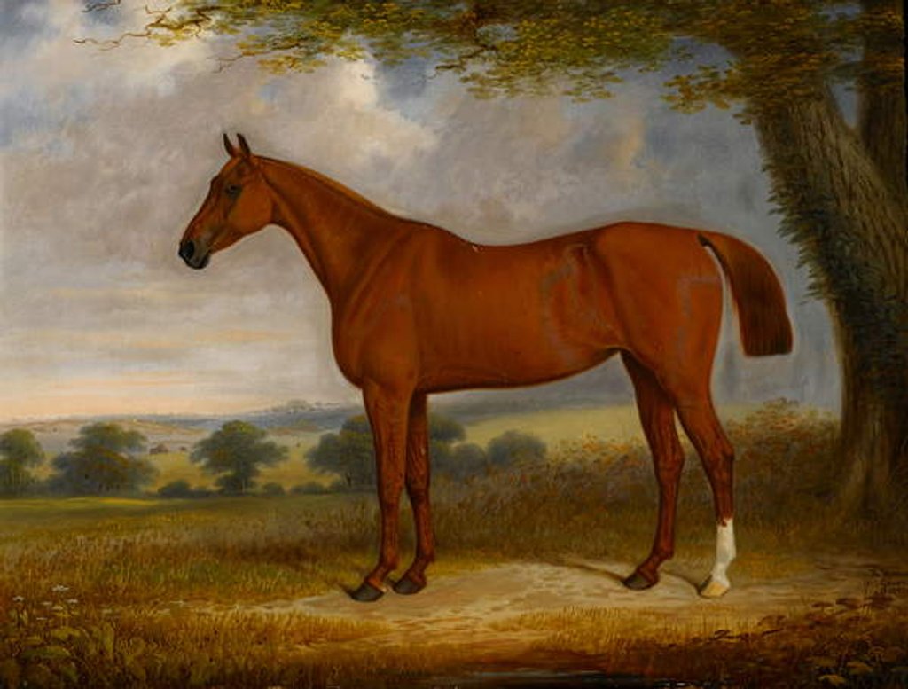 Detail of Chestnut Hunter in a Landscape, 1867 by Edwin Brown