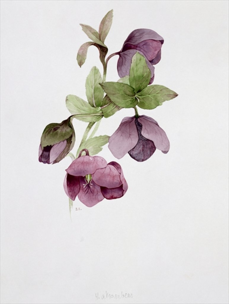 Detail of Helleborus atrorubens by Sarah Creswell