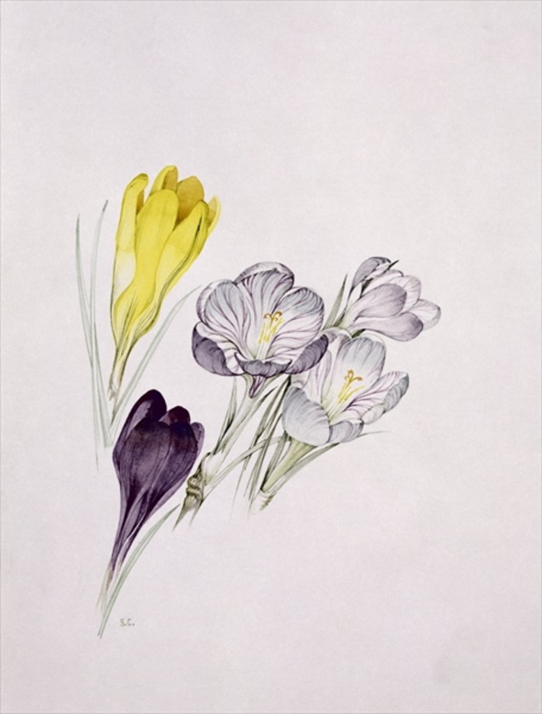 Detail of Crocus by Sarah Creswell