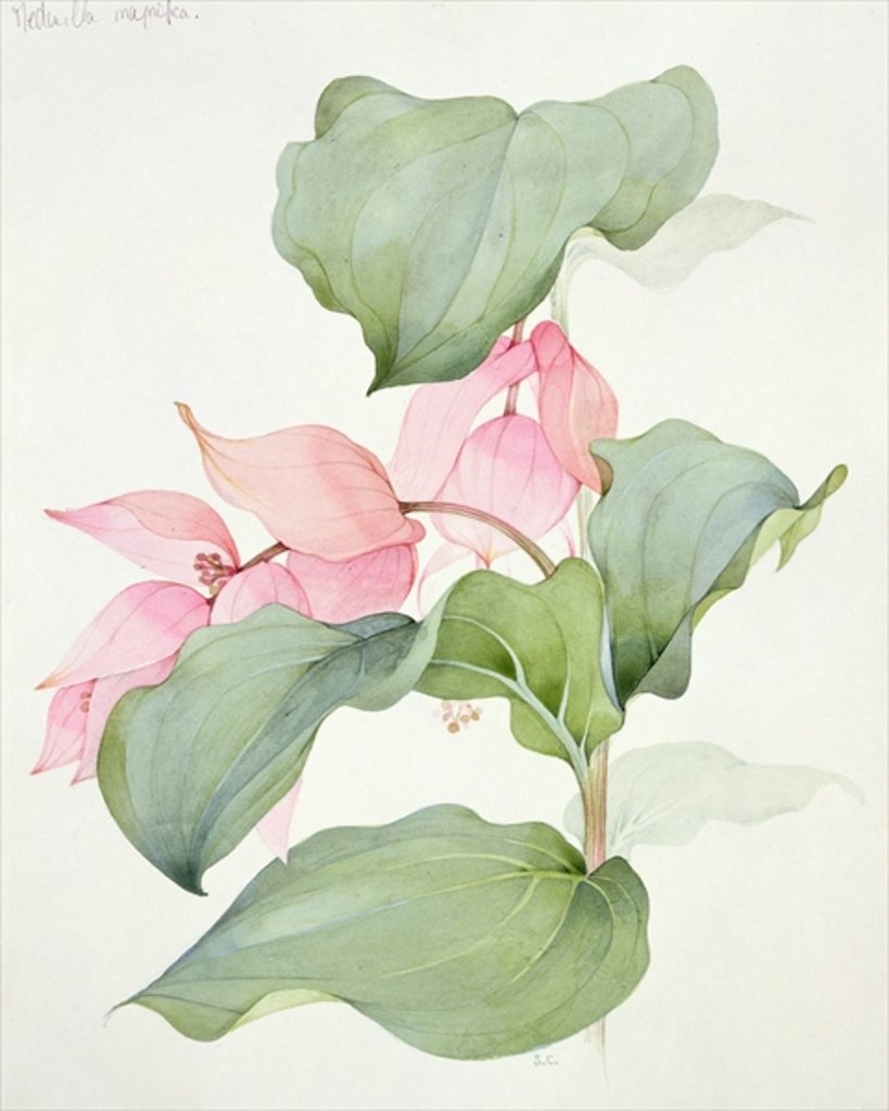 Detail of Medinilla magnifica by Sarah Creswell