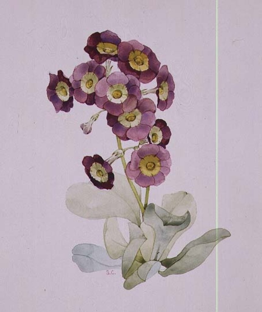 Detail of Primula Auricula by Sarah Creswell