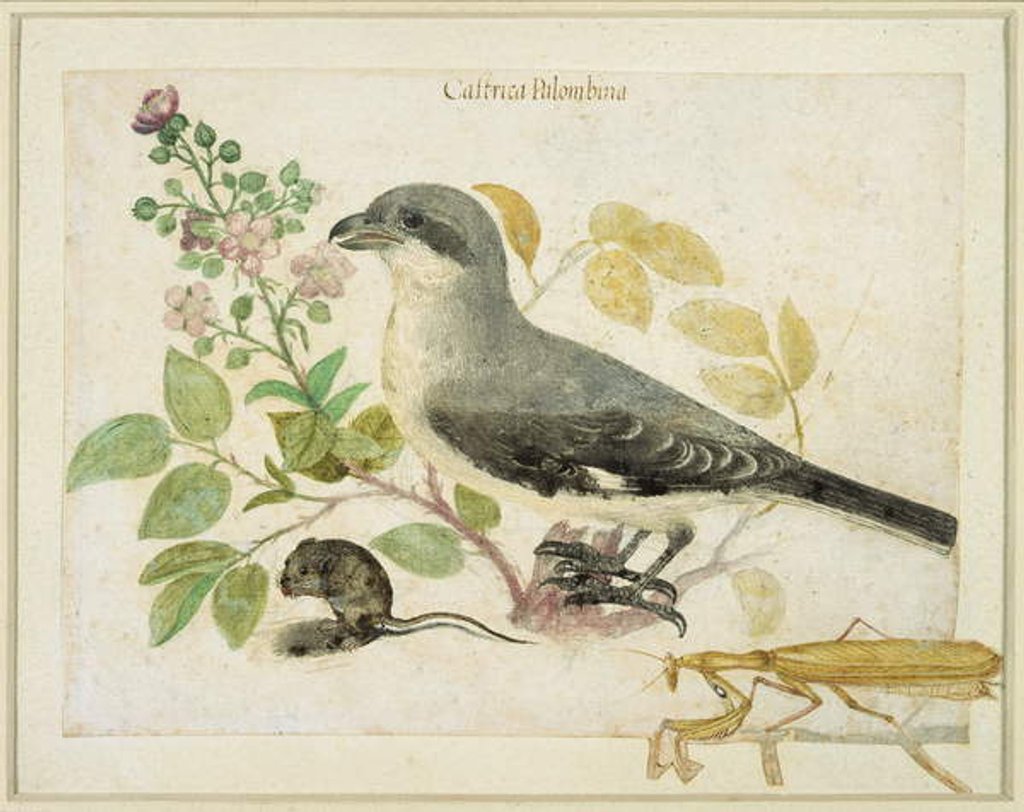 Detail of Shrike and a Praying Mantiss by School Italian