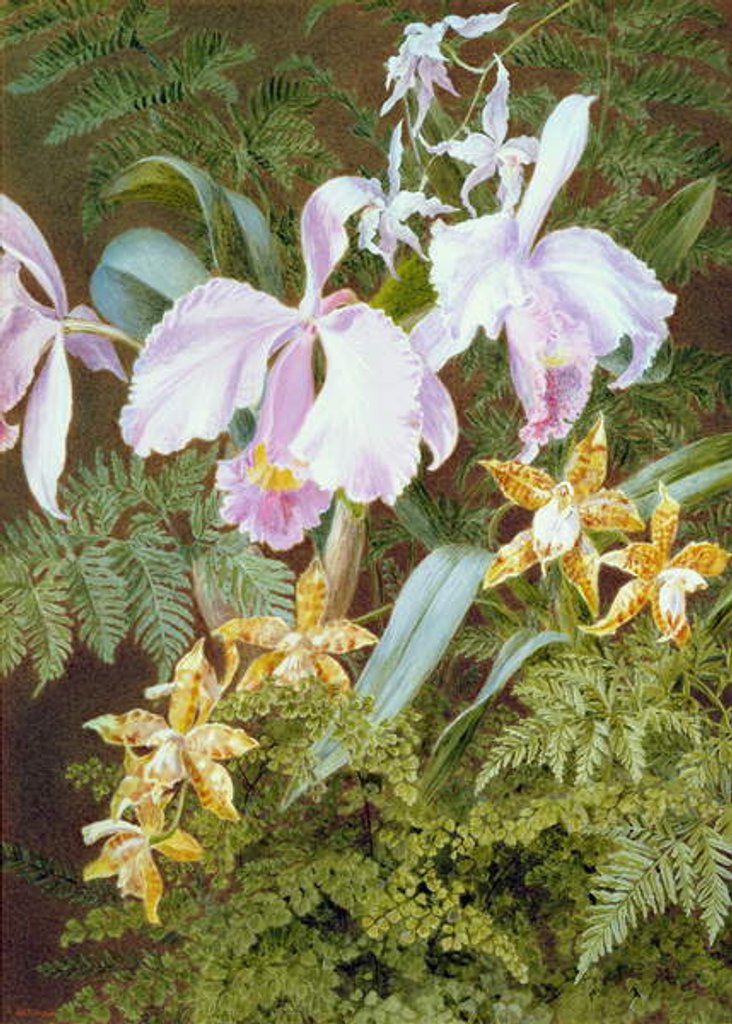 Detail of Orchids by Marian Emma Chase