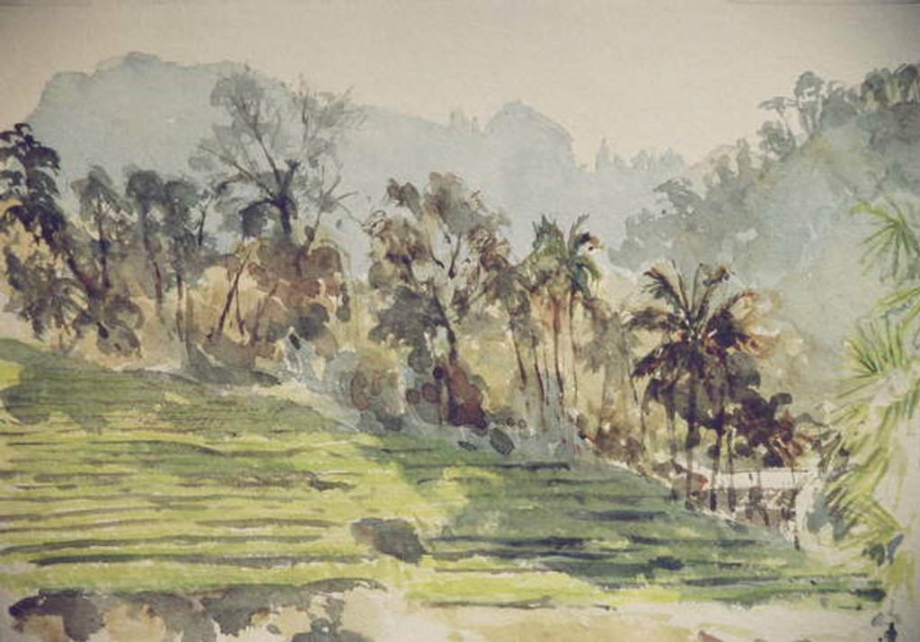 Detail of 725 Stepped paddyfields, Ramboda by Clive Wilson