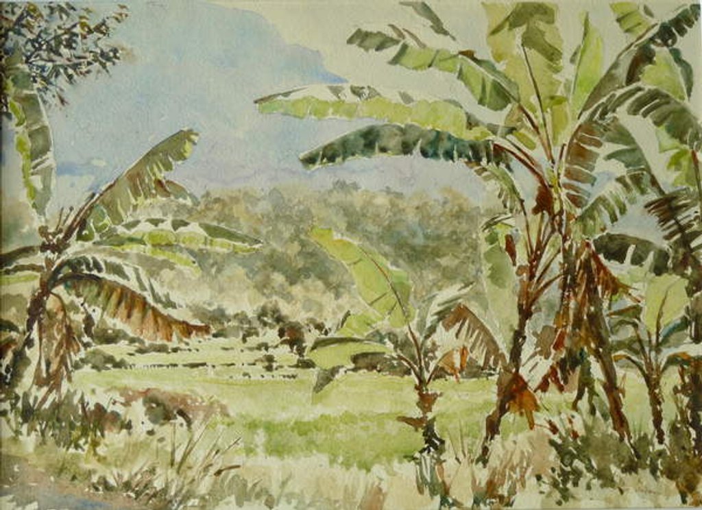 Detail of 740 Banana trees, Ramboda by Clive Wilson