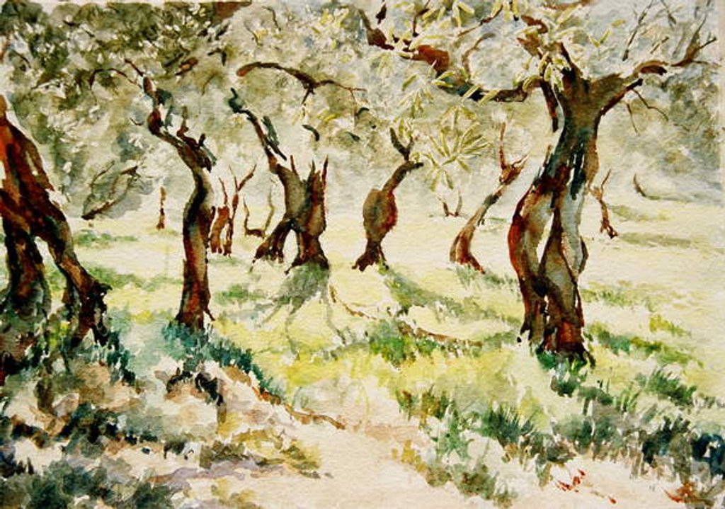 Detail of 783 Old olives, Assisi by Clive Wilson