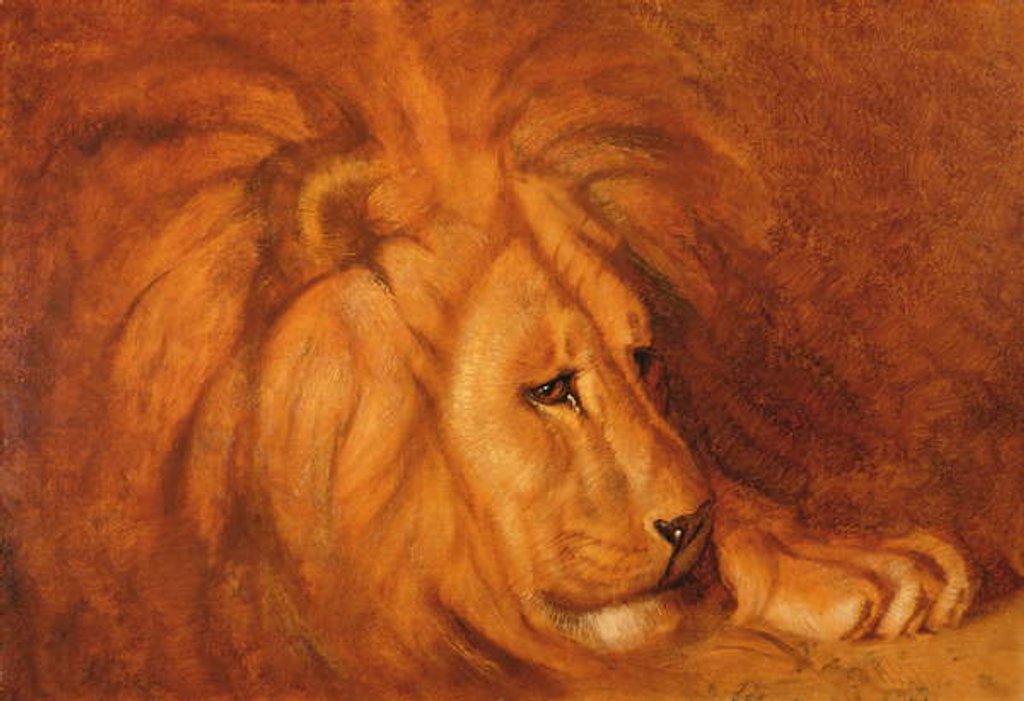Detail of Lion at Rest by Abbott Handerson Thayer
