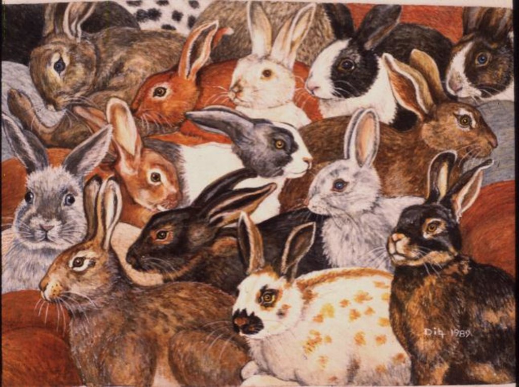 Detail of Rabbit-Spread by Ditz Ditz