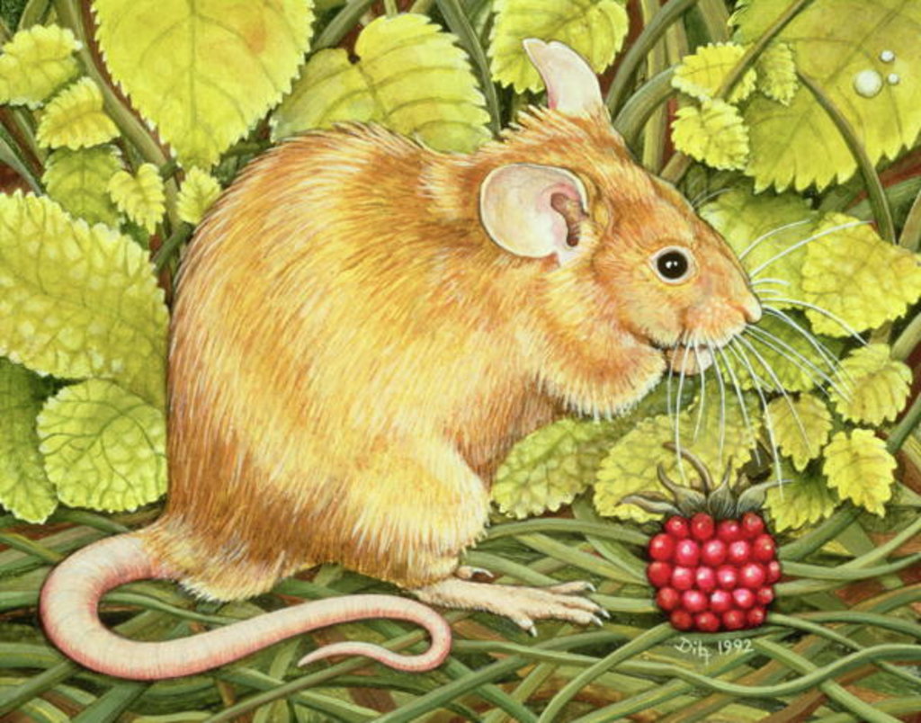 Detail of The Raspberry-Mouse by Ditz Ditz
