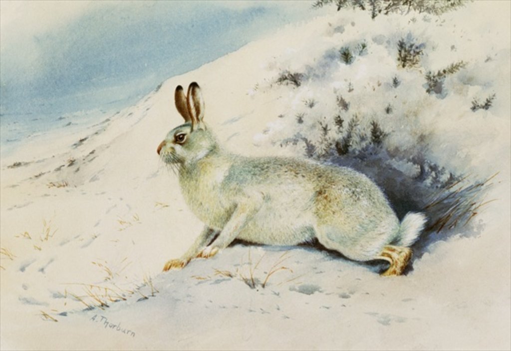 Detail of Hare by Archibald Thorburn