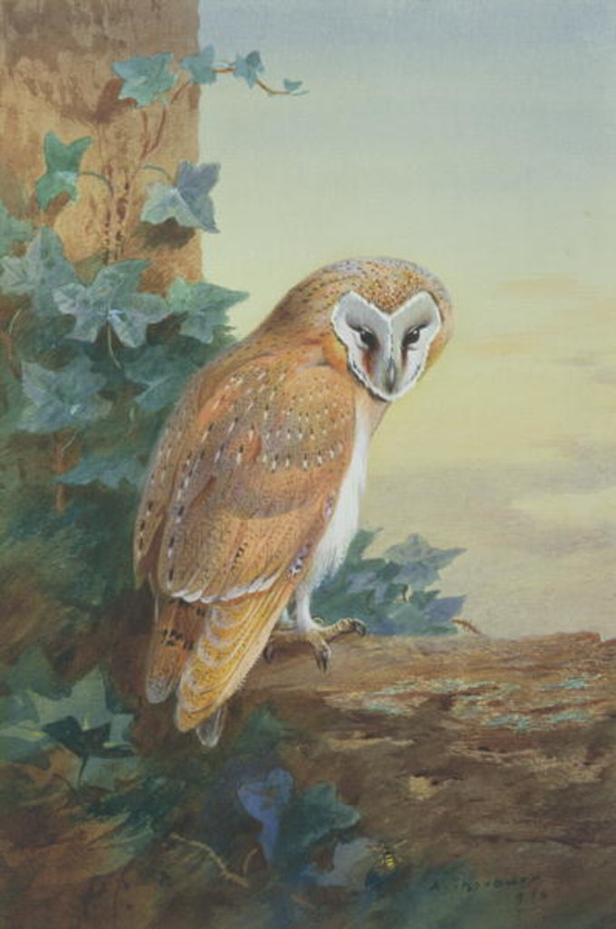 Detail of Barn Owl, 1916 by Archibald Thorburn