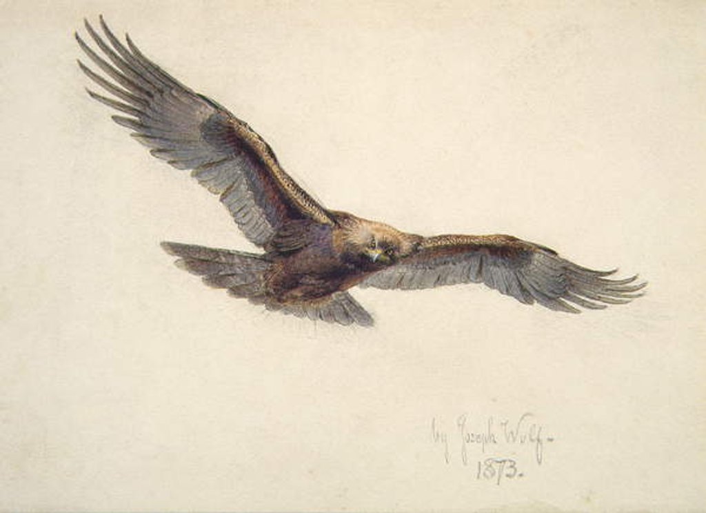 Detail of Eagle in flight, 1873 by Joseph Wolf