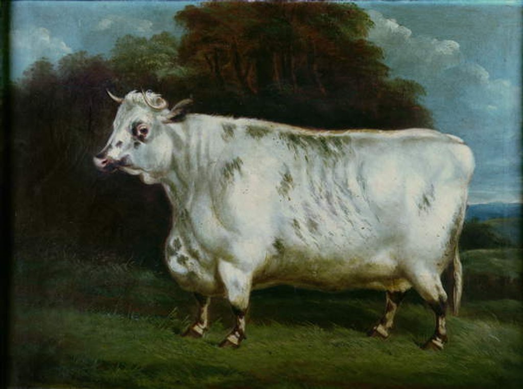 Detail of A shorthorn cow by English School