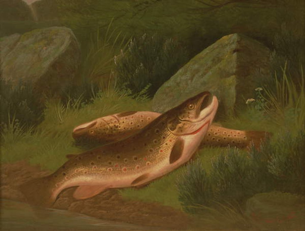 Detail of Brown Trout by A. Roland Knight